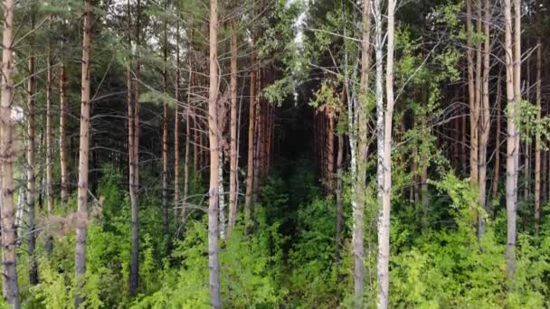 Aerial Flyover Colpo di abete rosso e pineta. Sole al tramonto tocca la cima dell'albero — Video Stock