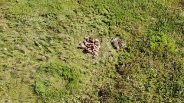 Aerial top down view of sheep lying on a clearing in woods on a Sunny summer day — Stock Video