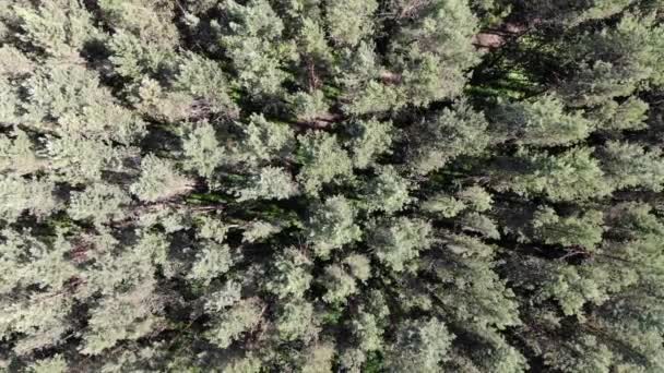 Vista aérea de arriba abajo de 4k del bosque de pinos en verano al atardecer o al amanecer — Vídeo de stock