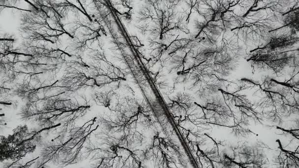 Верхній вид на стежку в парку з деревами взимку, люди йдуть уздовж нього. — стокове відео