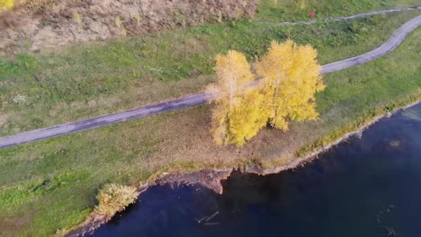 Górny widok z lotu ptaka piękne jesienne żółte drzewo na brzegu jeziora — Wideo stockowe