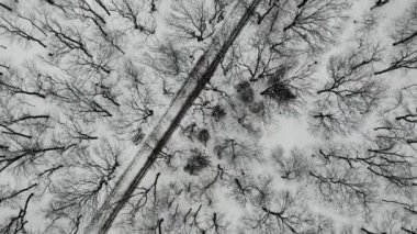 Aerial fly over path in Park with trees in winter, with people walking along it