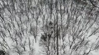 Aerial top down view of Winter Forest. Path through winter snow Park with trees