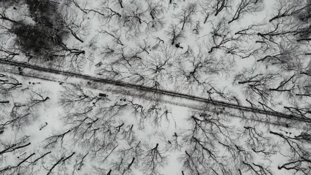 Top view of path in Park with trees in winter, with people walking along it — Stok video