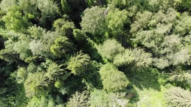 Vista aérea de arriba abajo de 4k del bosque de pinos en verano al atardecer o al amanecer — Vídeo de stock