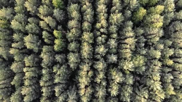 4k Aerial flight above of pine forest in summer at sunset or sunrise — Stockvideo