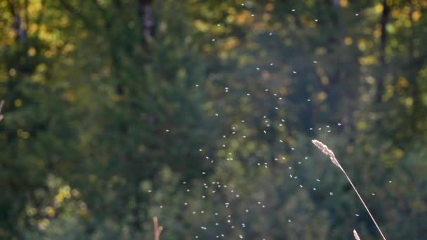 Zwerm muggen die 's morgens bij zonsopgang of' s avonds bij zonsondergang in het bos rondcirkelen — Stockvideo