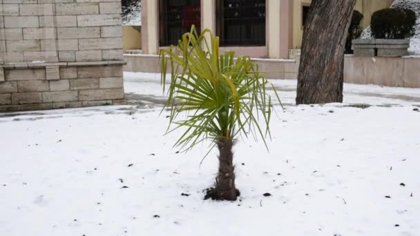 Palma pod śniegiem w mroźną zimę. Zmiany klimatu — Wideo stockowe