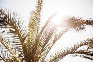 Gün batımında gökyüzünde palmiye yaprakları
