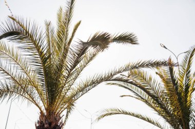 Palmiye ve Mavi Gökyüzü