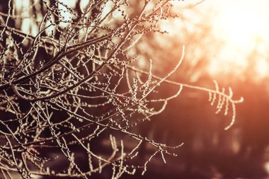 Buzlu ağaçta ilk bahar güneşi, güzel hava, bahar gelir.