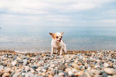 Küçük köpek Chihuahua deniz sahilinde ve gülümsüyor.