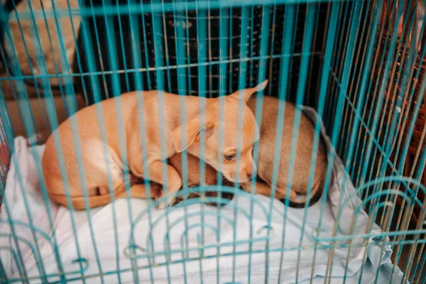 Lindos Cachorros Chihuahua Rojos Una Jaula Acero — Foto de Stock