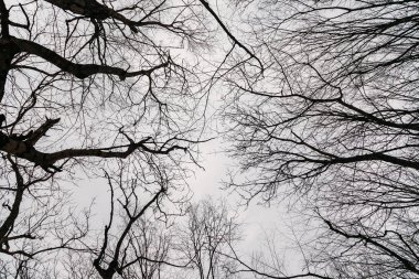 Ağaçların dalları gökyüzüne karşı. soyut arkaplan