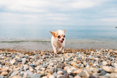 Küçük köpek Chihuahua deniz sahilinde ve gülümsüyor.