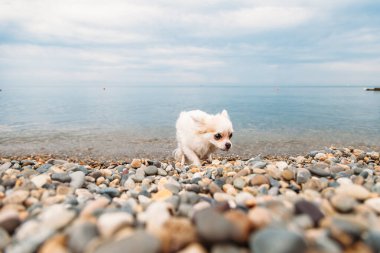 Küçük köpek Chihuahua deniz kenarında yürüyor.