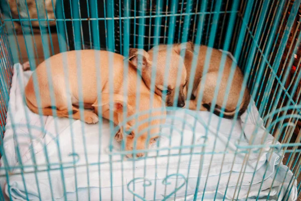 Bonitos Cachorros Chihuahua Vermelhos Uma Gaiola Aço — Fotografia de Stock