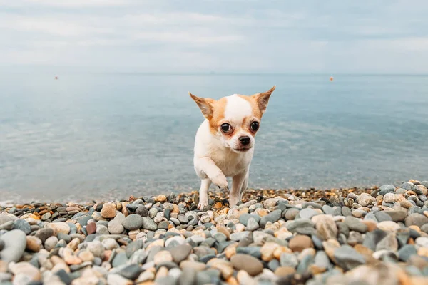 small dog Chihuahua walking along the beach by the sea