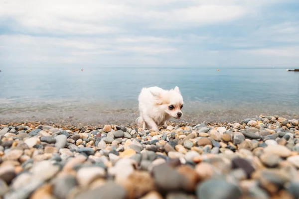 Küçük köpek Chihuahua deniz kenarında yürüyor.