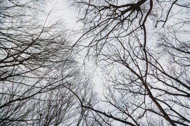Bir ağacın dalları gökyüzüne karşı. soyut arkaplan