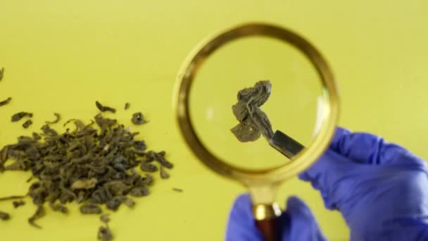 The concept of selection of premium tea segment. Close up magnifying glass in hand examines green tea leaf. Concept of research tea in laboratory, toxicity studies. — Stock Video