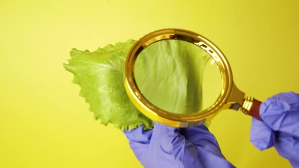 Wissenschaftlerhand mit einer Lupe über den Salat auf gelbem Hintergrund — Stockvideo