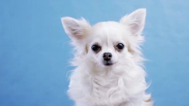 Stüdyoda izole edilmiş mavi bir arka planda sevimli, geniş gözlü bir chihuahua. Komik Chihuahua başını bir yana eğiyor, sonra diğer tarafa. Çok meraklı ve meraklıdır.