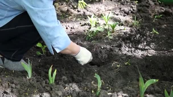 Landscape Designer Caucasian Woman Planting Plant Garden Plot Close Hands — Stock Video
