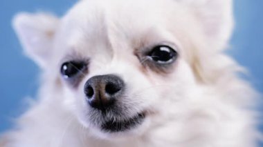 Mavi arka planda, köpek Chihuahua 'nın burnuna yakın çekim.