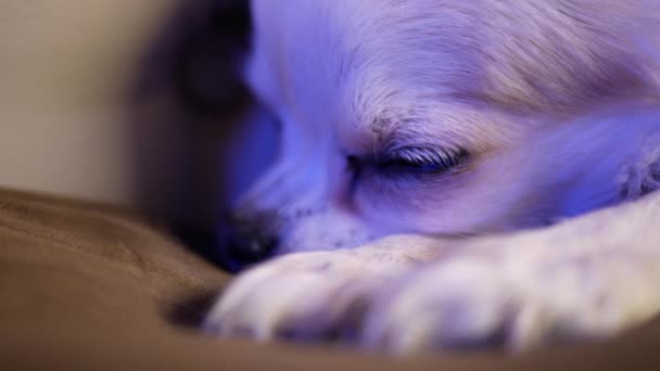 Primer plano cara de un chihuahua durmiendo en una almohada en la cama — Vídeo de stock