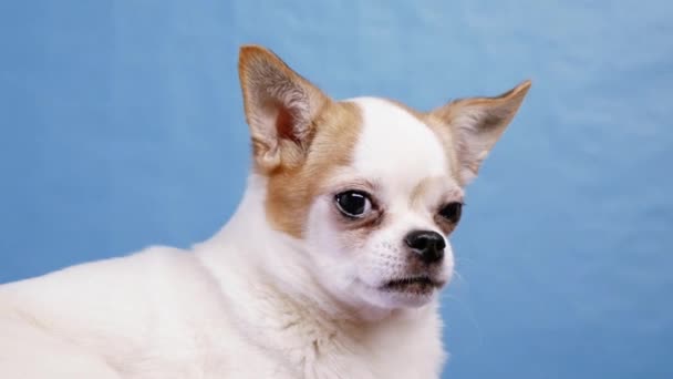 Hermoso perro Chihuahua posando mirando a la cámara sobre fondo azul — Vídeo de stock