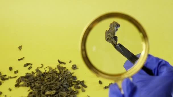 Primer plano lupa en la mano examina la hoja de té verde. Concepto de té de investigación en laboratorio, estudios de toxicidad. concepto de selección del segmento de té premium. — Vídeos de Stock