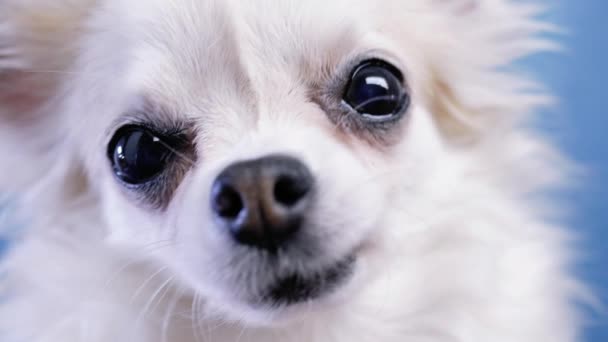 Olhos bonito cão Chihuahua closeup no fundo azul — Vídeo de Stock