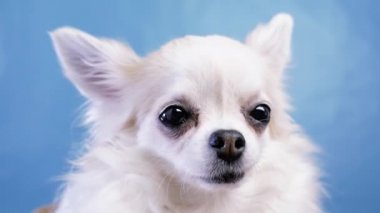 Güzel köpek Chihuahua mavi arka plandaki kameraya bakıyor.