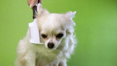 Yeşil bir arka planda beyaz pofuduk sevimli köpek Chihuahua 'yı fırçalayan bir elin yakınına.