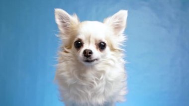 Neşeli, memnun ve mutlu tüylü beyaz tüylü Chihuahua köpeği kuyruğunu sallar ve kulaklarını mavi arka planda tek başına hareket ettirir, 4k