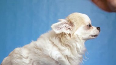 Sahibinin kadın eli mavi arka planda izole edilmiş beyaz tüylü, uzun saçlı bir Chihuahua köpeğini okşuyor.