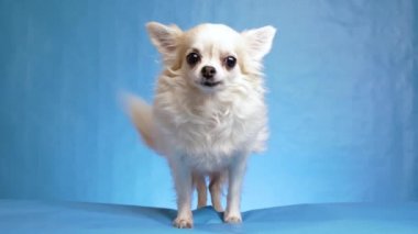Neşeli, memnun ve mutlu tüylü beyaz tüylü Chihuahua köpeği kuyruğunu sallar ve kulaklarını mavi arka planda tek başına hareket ettirir, 4k