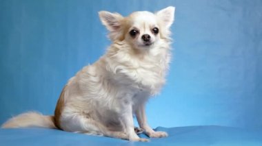 Güzel pofuduk beyaz Chihuahua köpeği mavi arka planda poz veriyor.