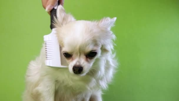 Nahaufnahme einer Hand, die weißen flauschigen süßen Hund Chihuahua auf einem grünen Hintergrund bürstet — Stockvideo