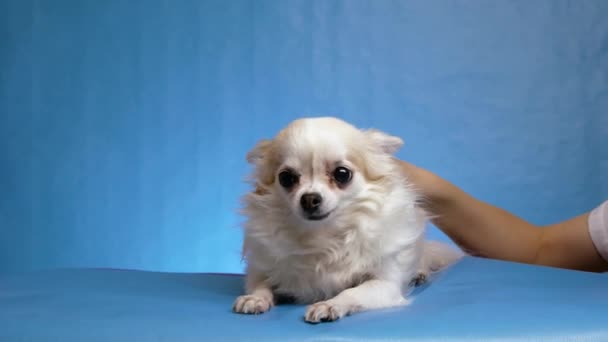 Самка руки власника гладить білого прекрасного пухнастого собаки з довгим волоссям чіхуахуа ізольованого на синьому фоні. — стокове відео