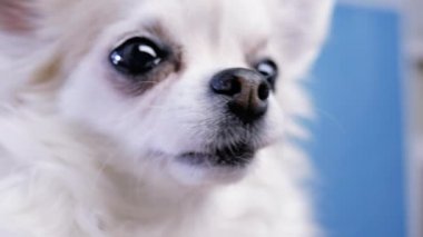 Şirin bir Chihuahua köpeği. Mavi arka planda burun yakın plan.