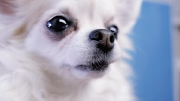 Lindo Chihuahua perro nariz primer plano sobre fondo azul — Vídeo de stock