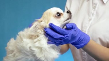 Veteriner, kulağı denetleyen bir köpeğin sağlığını kontrol eder. Mavi arka plan sağlık muayenesinde.