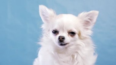 Stüdyoda izole edilmiş mavi bir arka planda sevimli, geniş gözlü bir chihuahua. Komik Chihuahua başını bir yana eğiyor, sonra diğer tarafa. Çok meraklı ve meraklıdır.