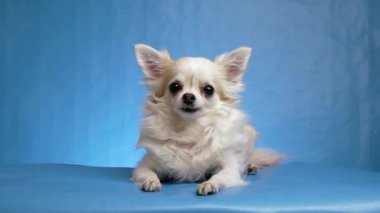 Güzel pofuduk beyaz Chihuahua köpeği mavi arka planda poz veriyor.