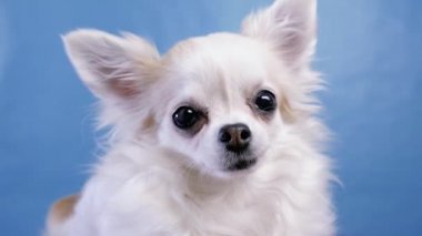 Şirin yavru köpek Chihuahua yakından meraklı bir ifadeyle dinliyor.