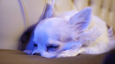 Yatakta yastıkta uyuyan bir Chihuahua 'nın yakın plan yüzü..