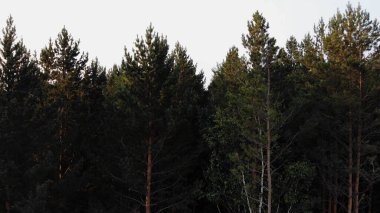 Aerial Flyover Shot of Spruce and Pine Forest. Setting Sun Touches Tree Tops.