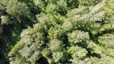 Aerial top down 4k view of pine forest in summer at sunset or sunrise.